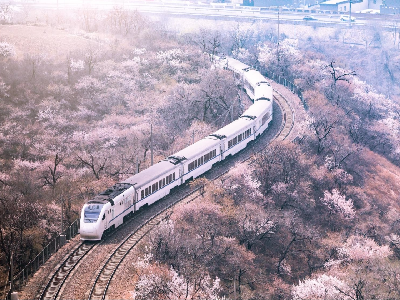 市郊鐵路S2線增開(kāi)賞花月列車